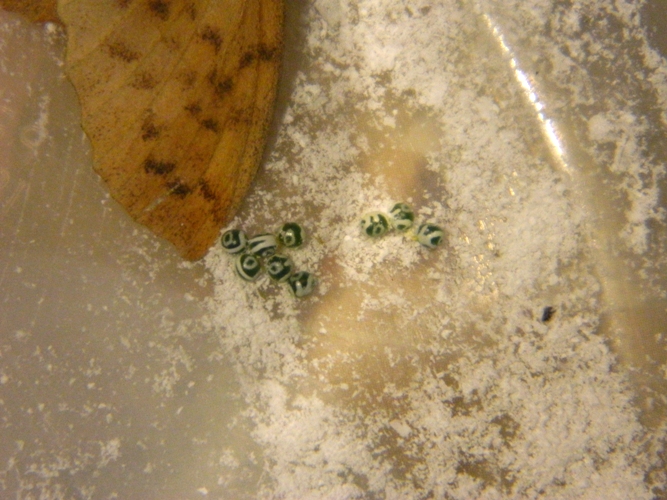 Gastropacha (Stenophylloides) populifolia